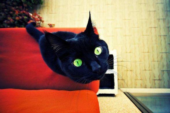 void kitty looks up from the couch and ready to pull the hooman into their orbit